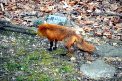 04-26-15-fox-4