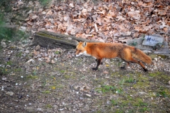 04-26-15-fox-5