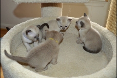 Kittens_3-weeks_01-25-14b